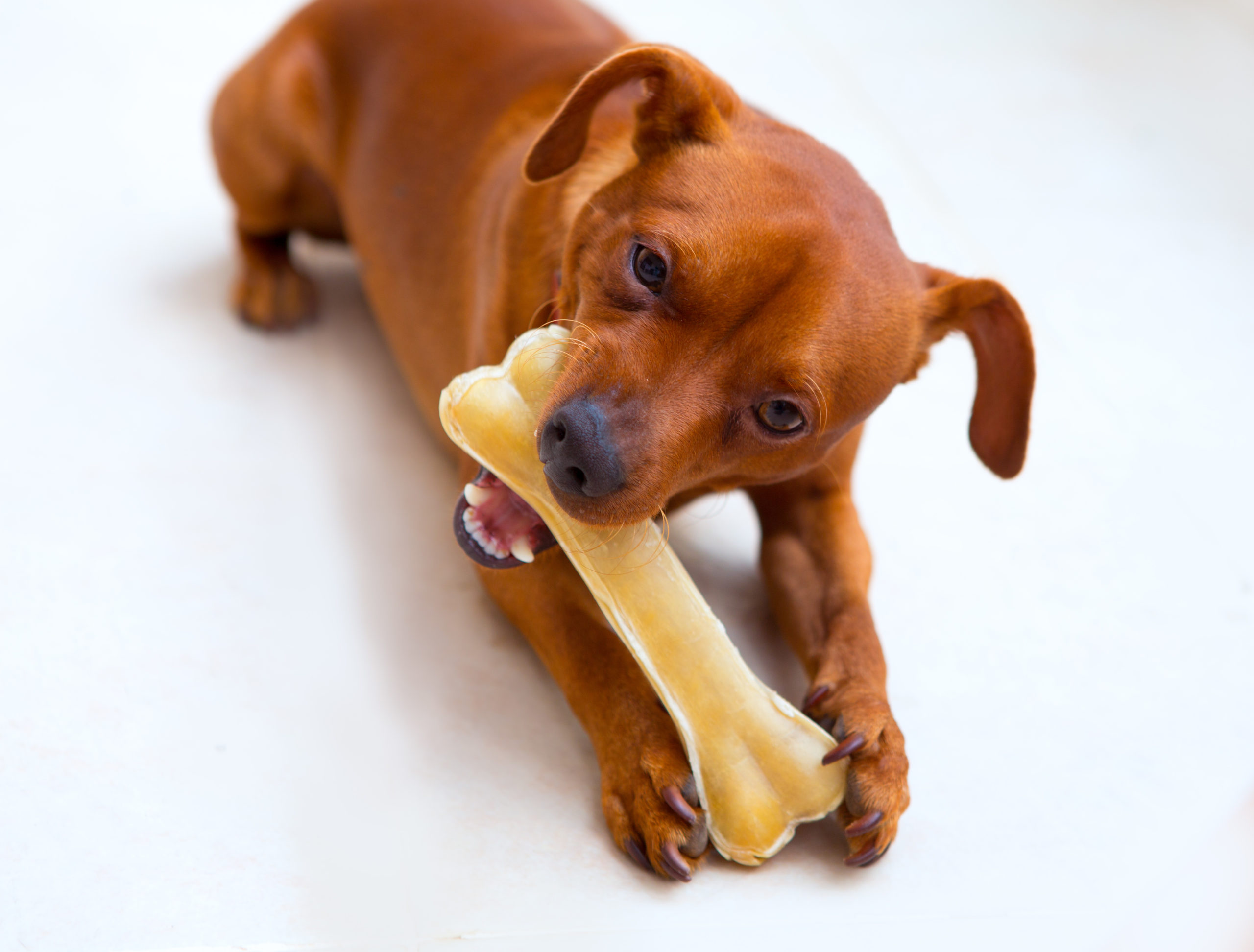 Bestes Futter für Hunde Worauf sollte man achten Dogschool